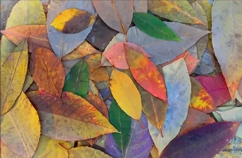 Autumn Leaves